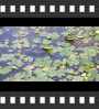 ../pictures/Beaver Marsh/DSCF9059_1_small_icon.jpg
